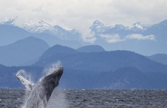 4 Hour Whale and Wildlife Boat Tour - Foto 6
