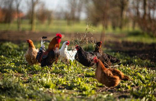 Agriturismo Casa Fiorindo - Foto 8