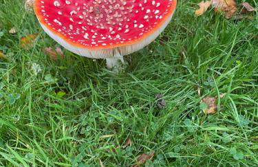 Orchard Barn next to Bewl Reservoir, Ticehurst - Foto 15