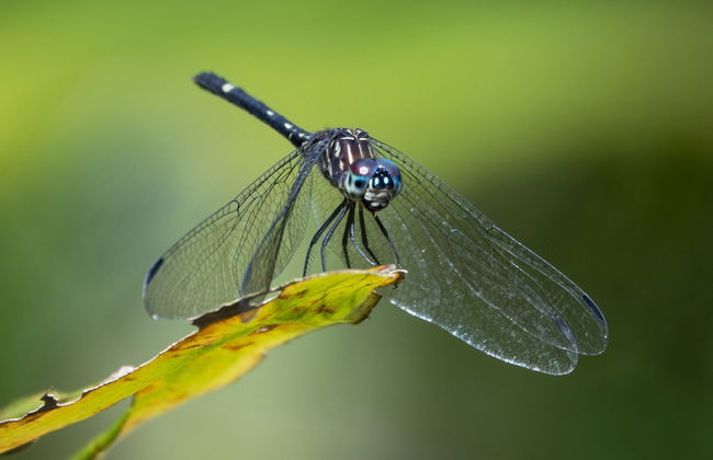 Cabinas Costa Tropicana - Foto 41