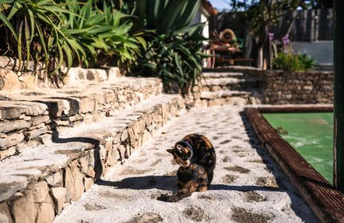 João Jungle - Foto 42