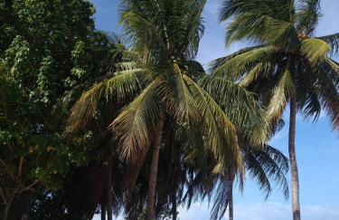 Chalé mobiliado para até 8 pessoas na praia do sossego pernambuco - Foto 6