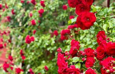 Lovely room in a 18th century manor - Foto 23