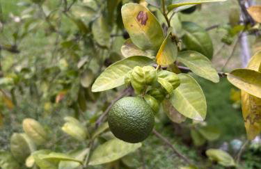 Sítio no Rio de Janeiro, privativo, Natureza, conforto e lazer em Nova Iguaçu, RJ - Foto 42