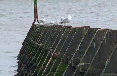 The Wendy House - Foto 45