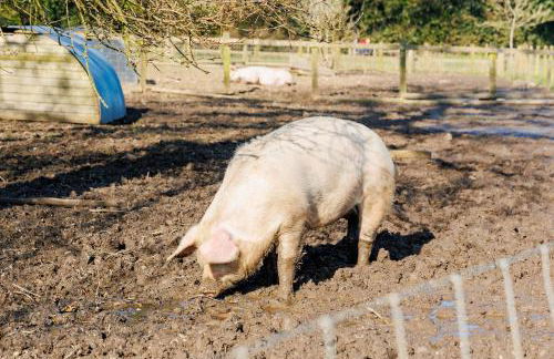 The Old Abbey Farmhouse - Stay at Quarr Abbey Monastery - Pet-Friendly Farmhouse with History & Countryside Views, surrounded by woodland & nature - Photo 45