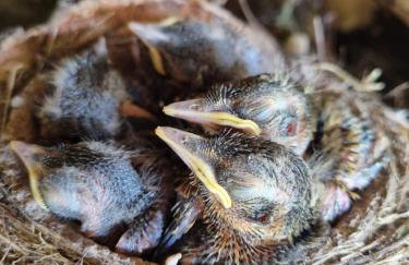 Zacisze Jurajskie - Foto 61