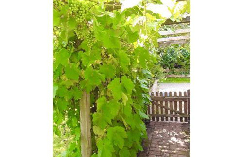 Ferienwohnung am Heidesee - Foto 16