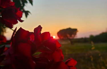 Podere Il Cerrone app Romilda con piscina - Foto 65