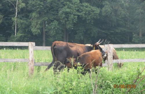Haus Kummer - Foto 21