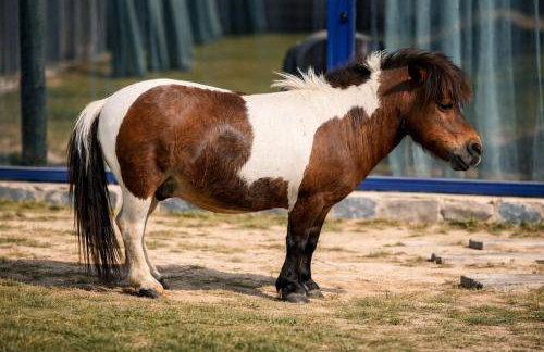 heart & ponie - Retiro Rural Privado con Piscinas - Foto 33