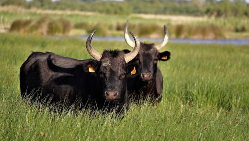 Mas du Versadou, dans un espace naturel protégé, piscine couverte chauffée toute l'année, Spa et salle de jeux - Photo 4
