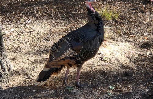 Cozy Mountain Home with Great Views, Deck & WiFi - Photo 46