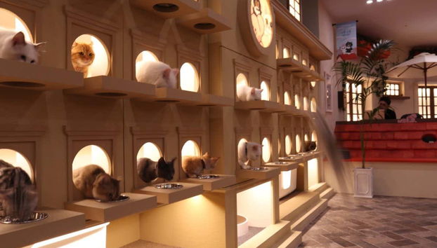 Podréis presenciar el momento de la comida de los gatos