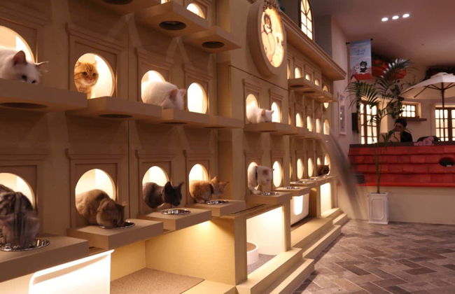 Entrada a la cafetería Roof Cat Me en Seúl - Foto 3