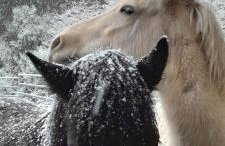 RELAX CHALET Nature Retreat - isolé sur 3 hectares - confort de LUXE - maison entière 150m2 - près de La Bresse - Foto 42