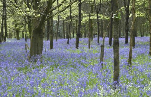 Perfect Cottage Hideaway in the Divine Pewsey Vale - Foto 43