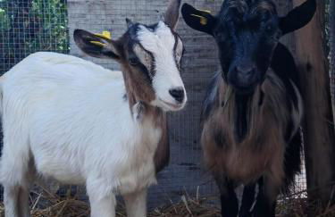 casa vacanze campagna in compagnia - Photo 52