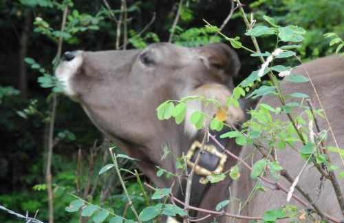 Agriturismo Piccolo paradiso - Foto 79