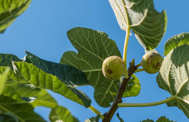 Visite guidée dans Prignano Cilento - Photo 1