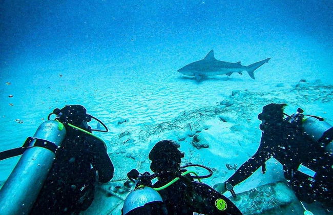 Plongée avec les requins-bouledogues à Playa del Carmen - Photo 3