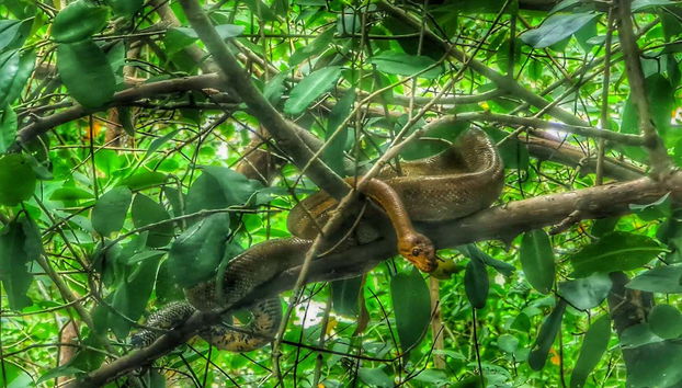 Découvrez la faune du sanctuaire de Caroni