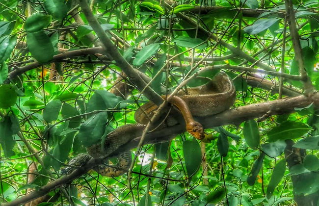 Visite du sanctuaire des oiseaux de Caroni - Photo 3
