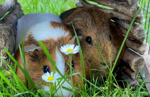 Farm Ferienhof Albert - Foto 30