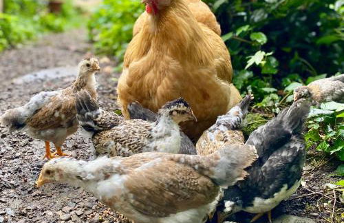 Gronocottage - Foto 42