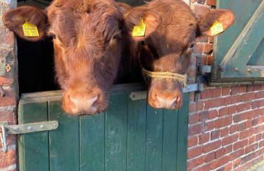 Ferienhof Kluvetasch Appartement Nr 2 - Strandmuschel - Foto 36