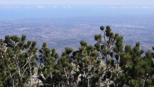 Lupus Domum - Foto 4