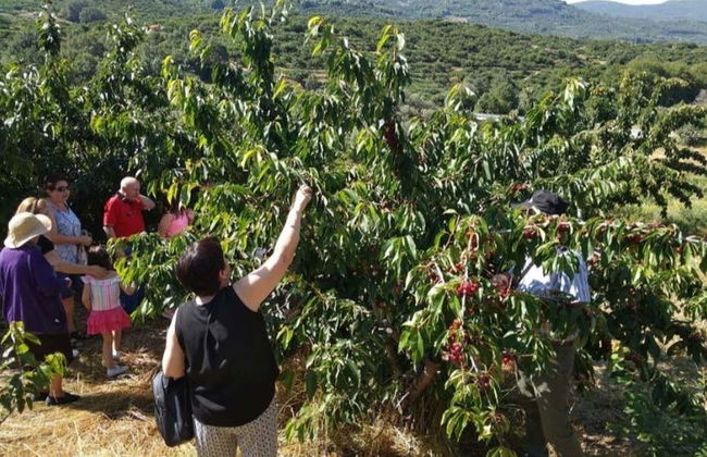 Balade en 4x4 dans la vallée du Jerte + Cueillette des cerises - Photo 1