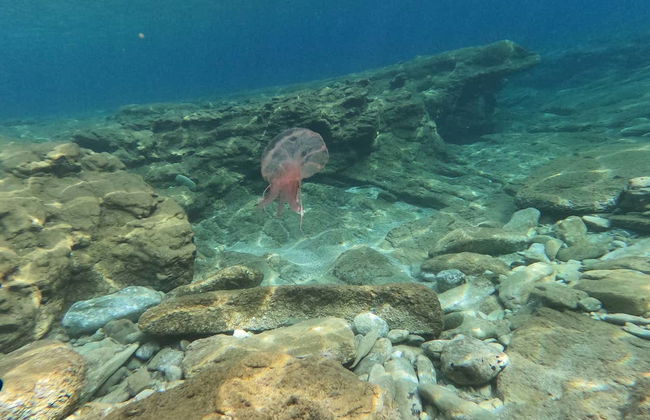 Snorkel em Agia Pelagia - Foto 5