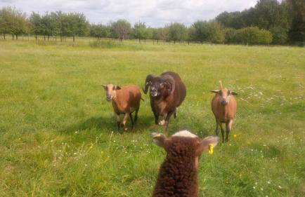 Ferienhof Idyll am kleinen Fließ - Foto 8