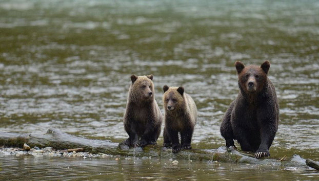 Bute Grizzly - Foto 5