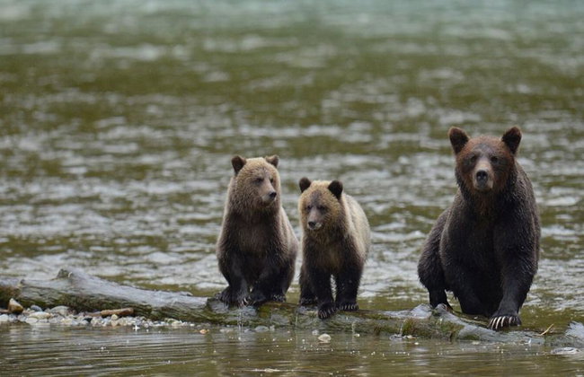 Bute Grizzly - Foto 5