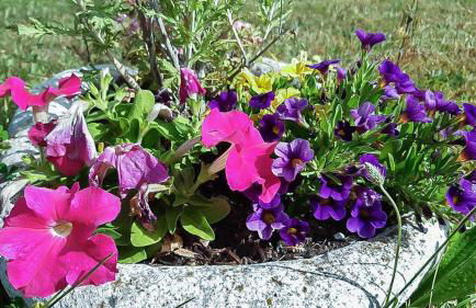 Framboisine - Foto 21