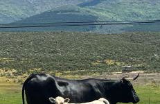 Refugios Del Valle Negro - Foto 25