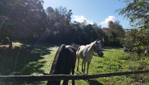 Natura Tiny House Porto - Foto 4