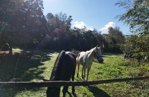 Natura Tiny House Porto - Foto 4