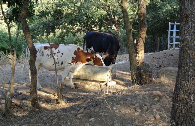 Agriturismo San Pietro - Photo 16