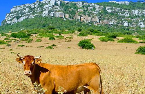 Charming House in El Chaparral - Foto 11