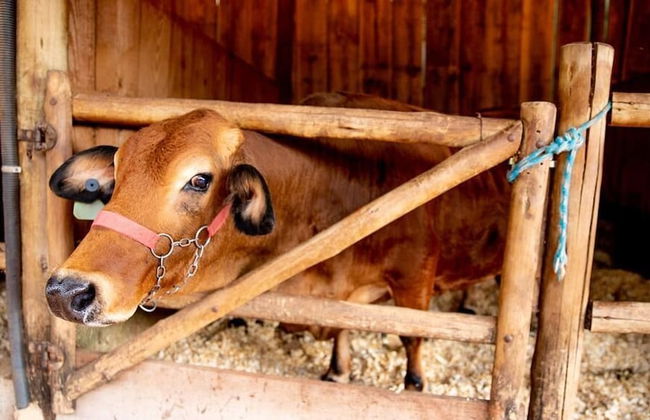 Hotel Fazenda Vale Amanhecer - Photo 43