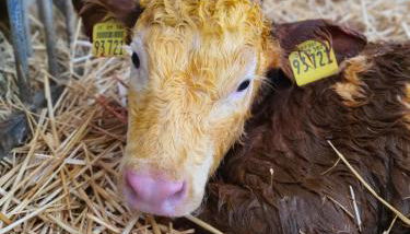 Kleberhof - Urlaub auf dem Bauernhof - Foto 5