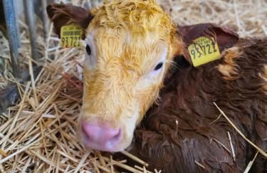 Kleberhof - Urlaub auf dem Bauernhof - Foto 5