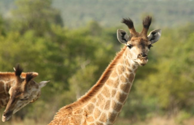 ArendSig Villa - Photo 25