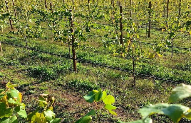 Enoturismo María Manuela - Photo 44