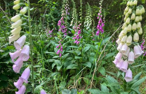 Gemütliche Ferienwohnung im Keller - Foto 11