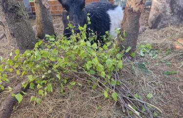 Domek Adam - Jacuzzi dodatkowo płatne - Foto 43