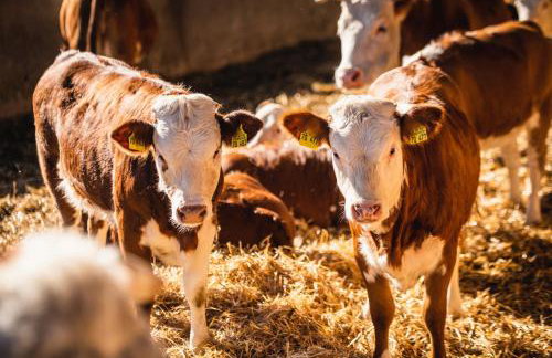 Ferienwohnung am Schwellenweiher - Foto 32